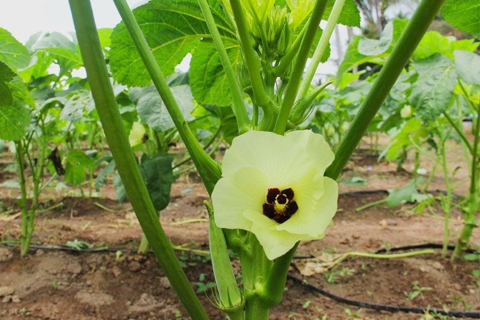 CANINDÉ | Produção de quiabo contabiliza 33 anos de história no Perímetro Irrigado Califórnia