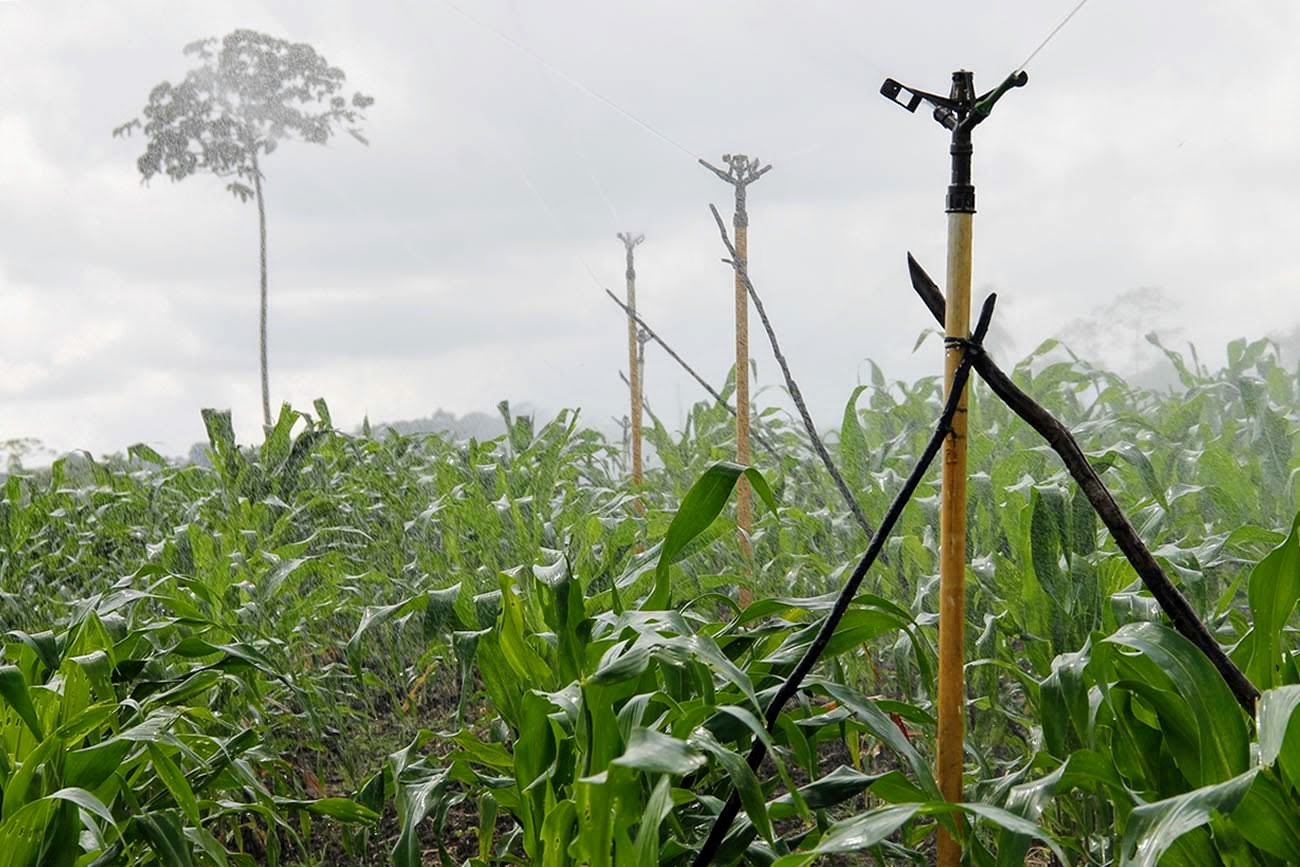 Cohidro estima que produção de milho verde pode superar 2,4 milhões de espigas em perímetros no período junino