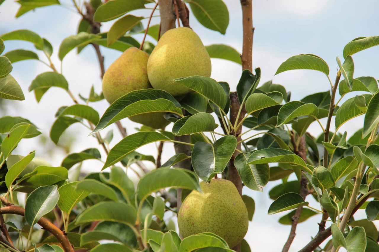 Pera irrigada é cultivada como alternativa de renda no Alto Sertão Sergipano