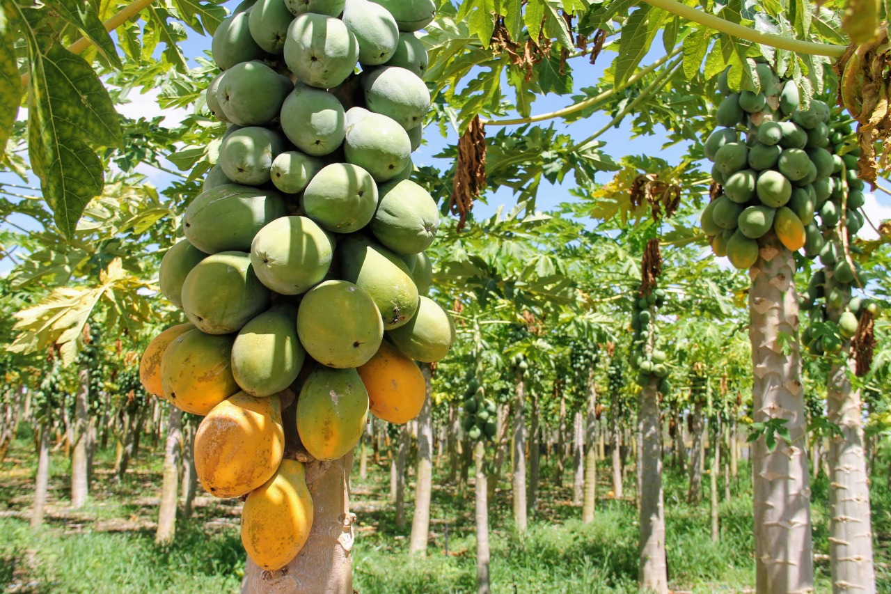 Irrigação pública favorece cultivo do mamão havaí em Lagarto
