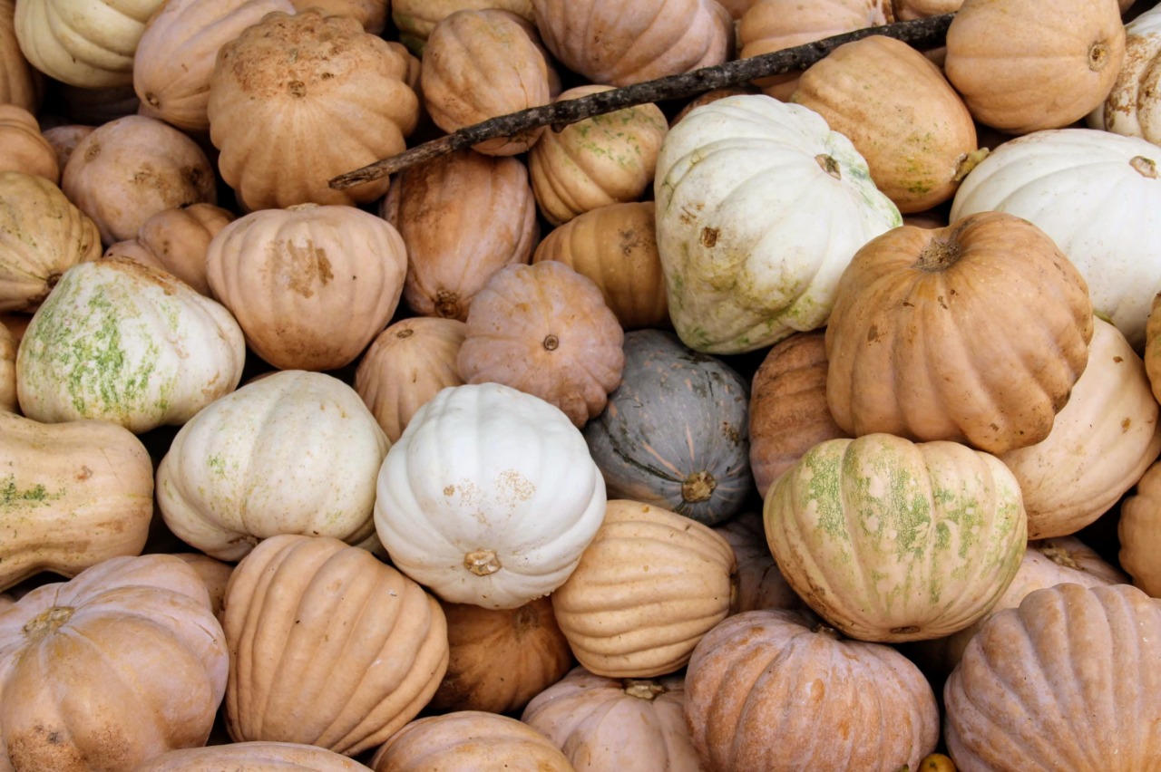 Orientação técnica ajuda a elevar produtividade da abóbora irrigada no Alto Sertão