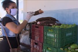 [vídeo] Produtores do perímetro irrigado de Canindé iniciam entregas ao PAA
