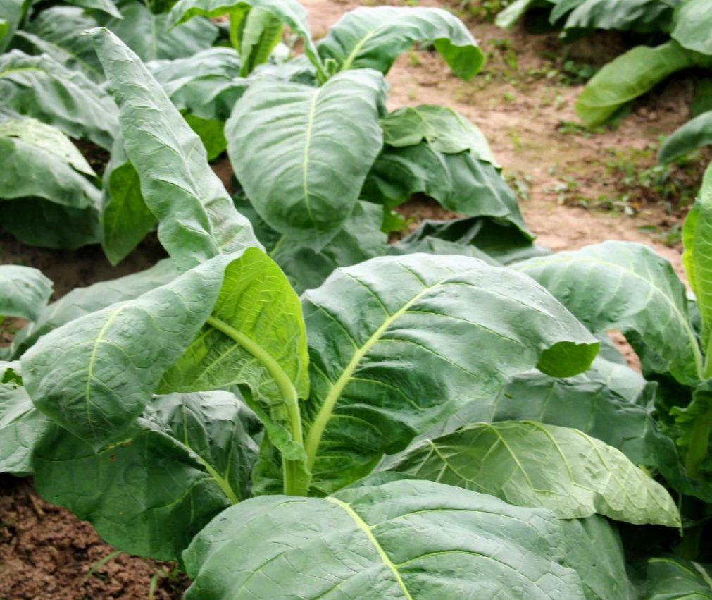 [vídeo] Produtores de fumo aumentam a produção em Lagarto