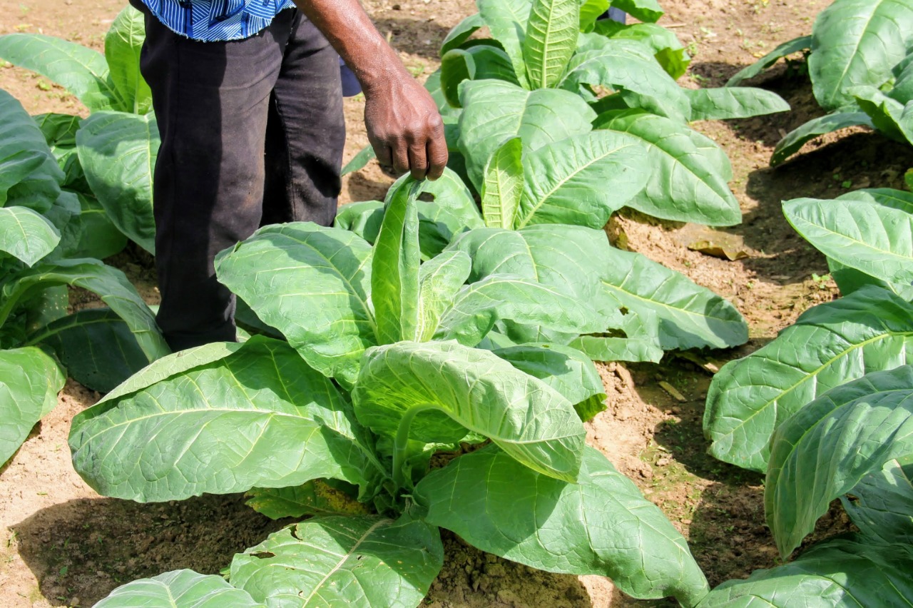 Produtores de Lagarto voltam a apostar no plantio de fumo