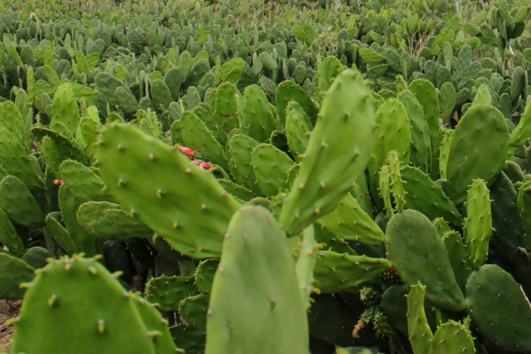 Projeto de Combate à desertificação distribuirá mudas de gliricídia e palma forrageira para pequenos pecuaristas