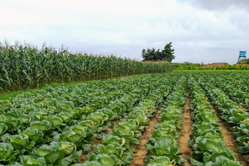 Rotação de culturas faz sucesso em lavoura irrigada em Lagarto