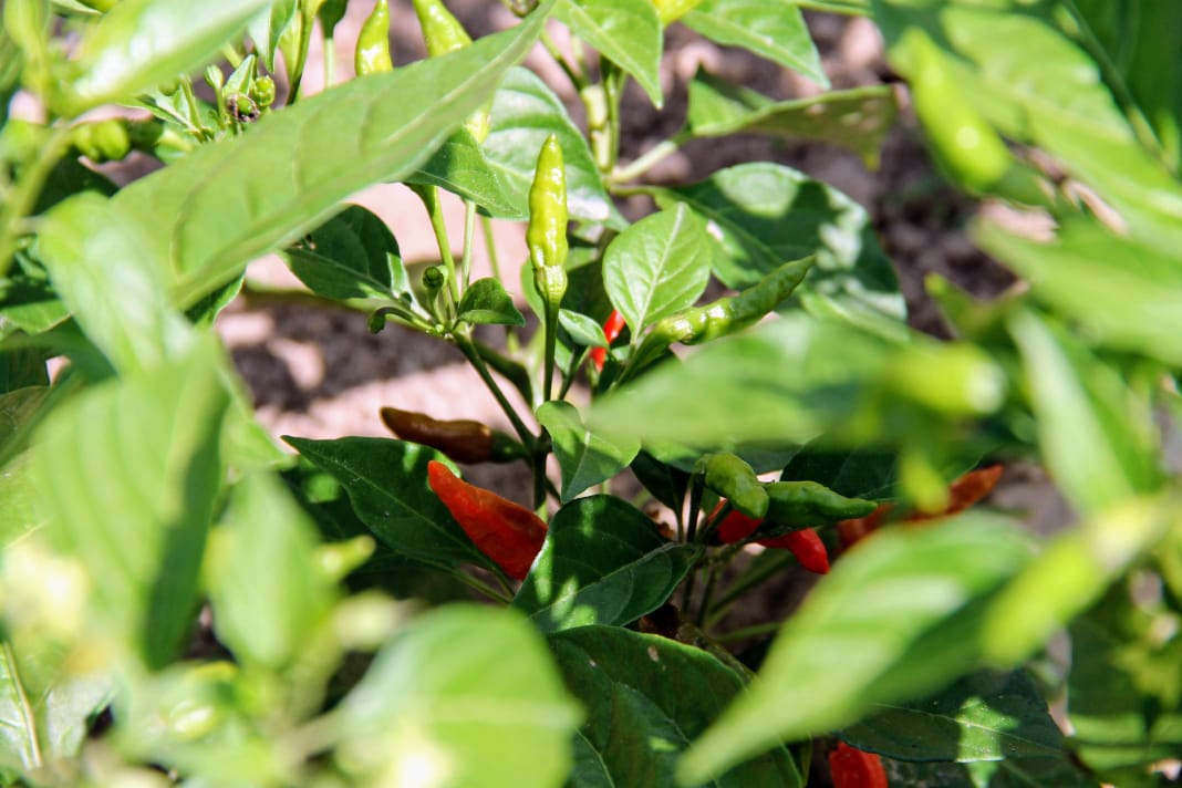Irrigantes do Perímetro Piauí voltam a cultivar pimenta malagueta