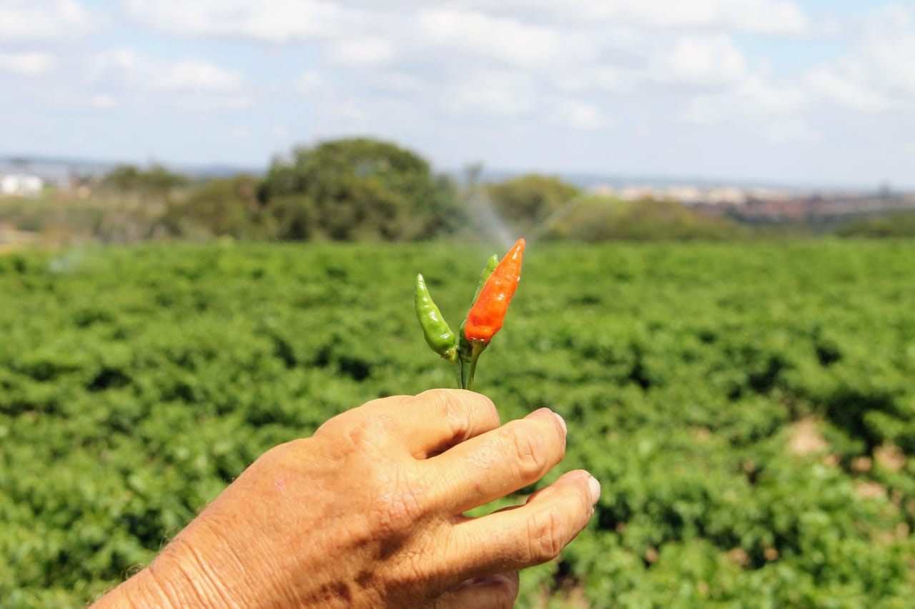 [vídeo] Sergipe Rural mostra retorno do cultivo da malagueta em perímetro da Cohidro