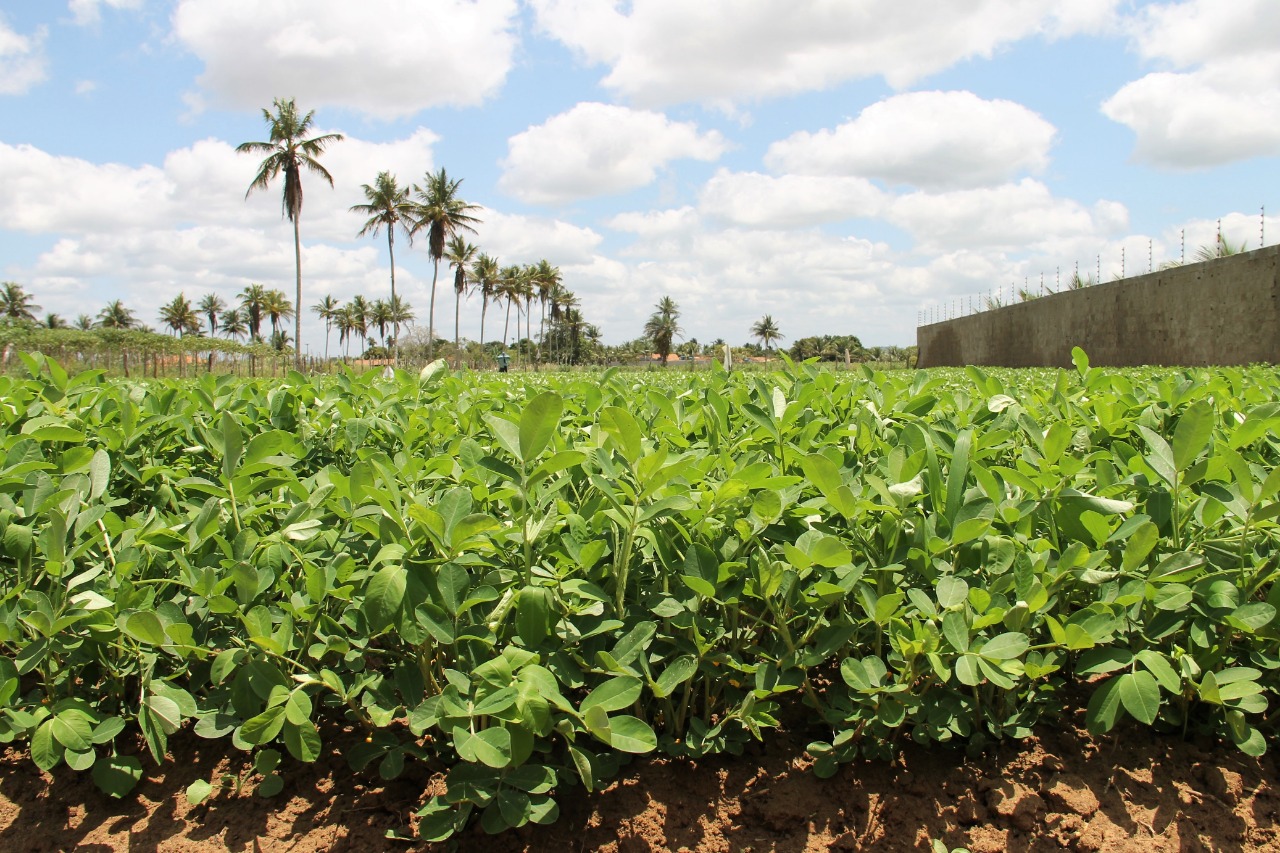 Agricultores de Lagarto esperam boas vendas de amendoim no verão pós-isolamento