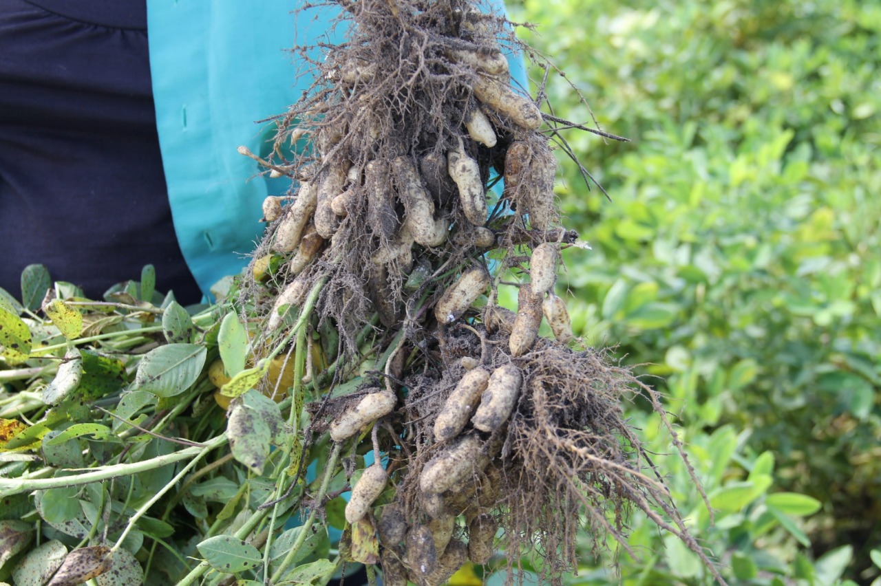 [vídeo] Sergipe Rural: Cultivo de amendoim para atender verão pós-pandemia anima irrigantes de Lagarto