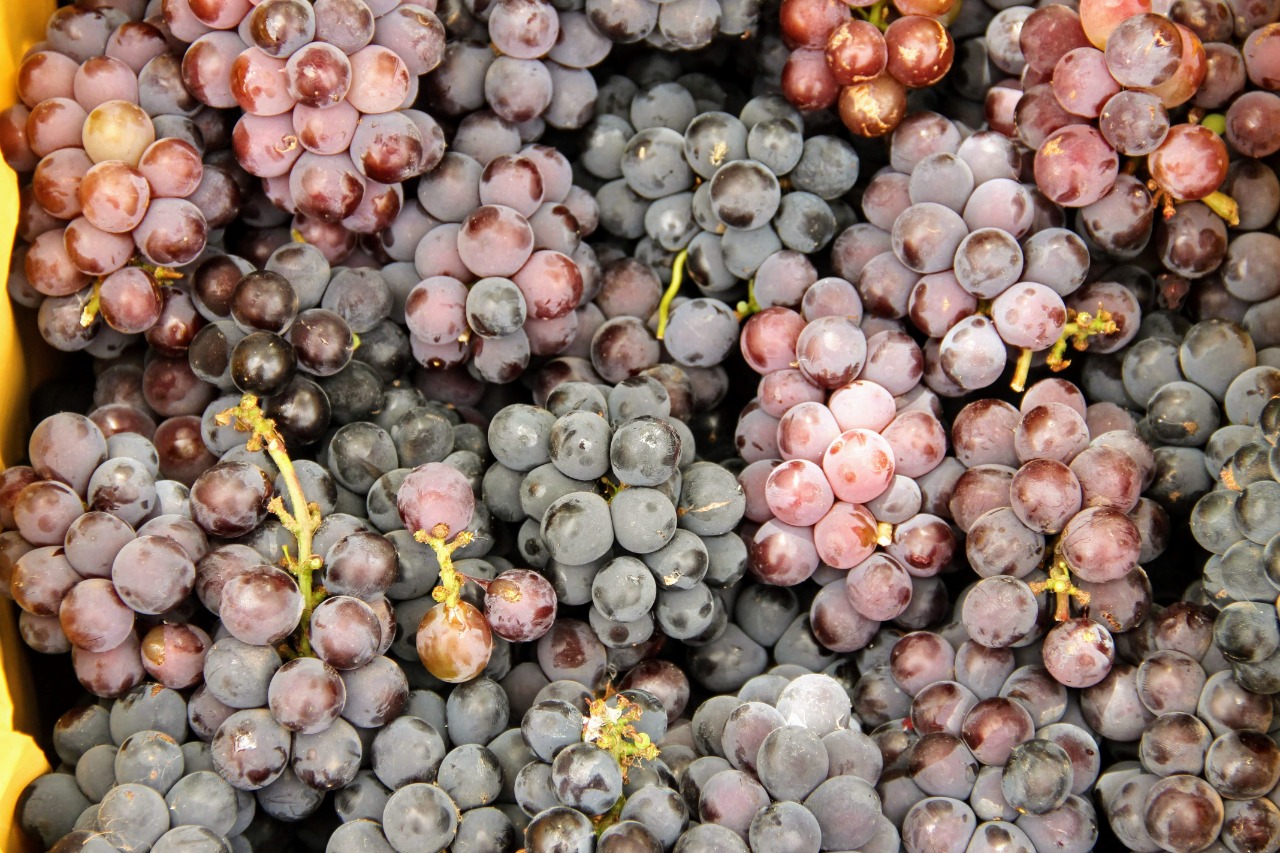 Canindé passa a produzir uva e pera a partir de parceria entre Embrapa e Cohidro