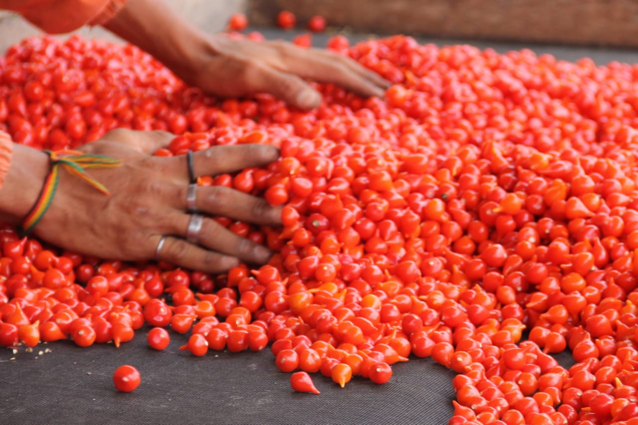 [vídeo] Pimenta biquinho volta a ser bom negócio no perímetro irrigado estadual de Lagarto