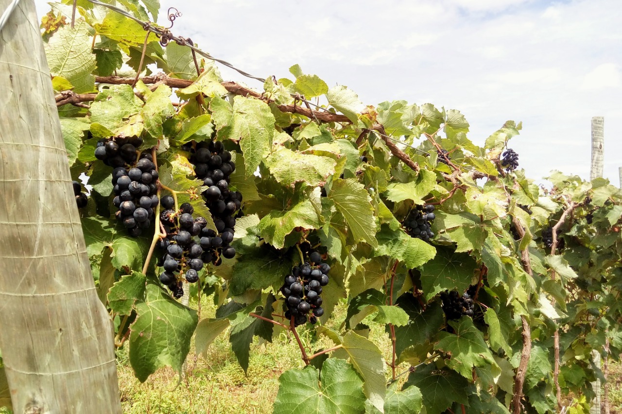 [vídeo] Estação Agrícola destaca produção de uva e pera em perímetro da Cohidro em Canindé