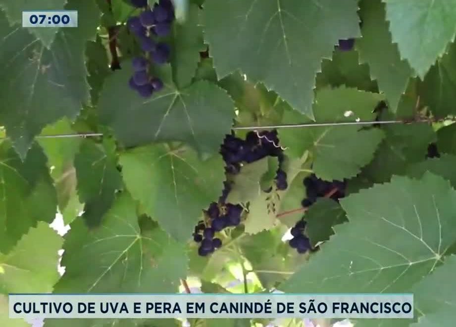 [vídeo] Balanço Geral Manhã entrevista diretor da Cohidro sobre uva e pera irrigada no Alto Sertão