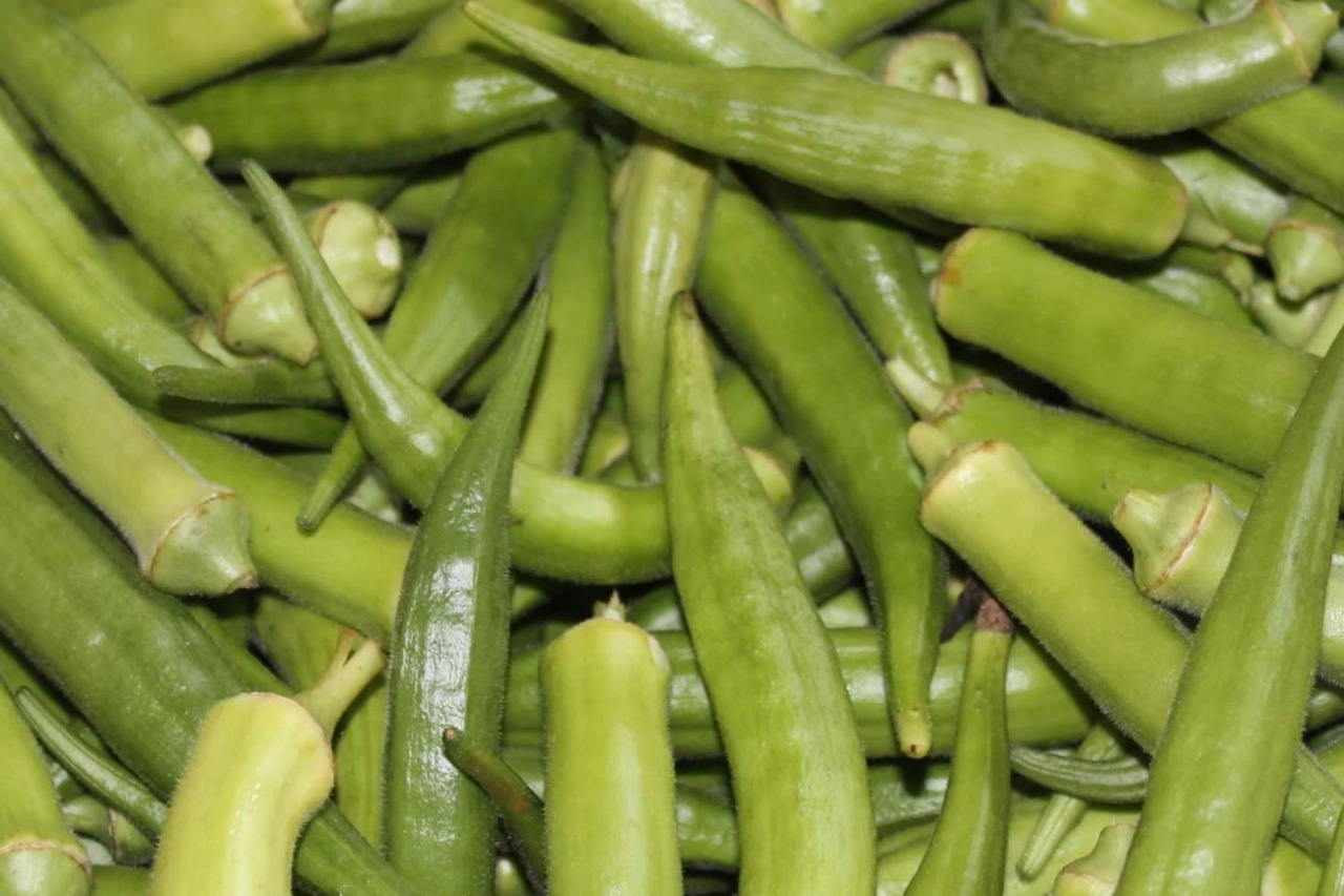 Governo auxilia irrigantes a manterem competitividade na produção de quiabo