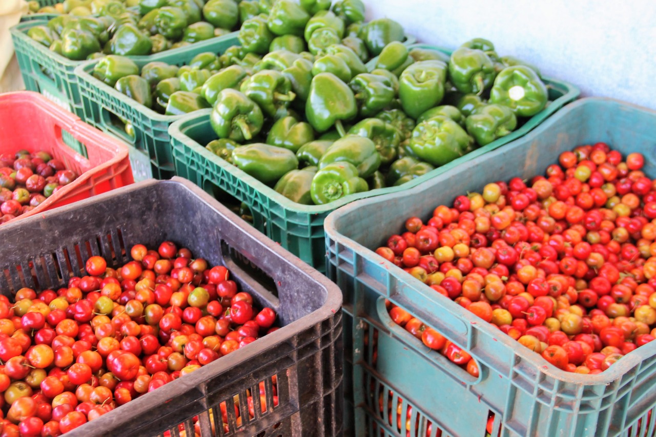 Irrigantes do Perímetro de Canindé fornecerão ao Programa de Aquisição de Alimentos Estadual