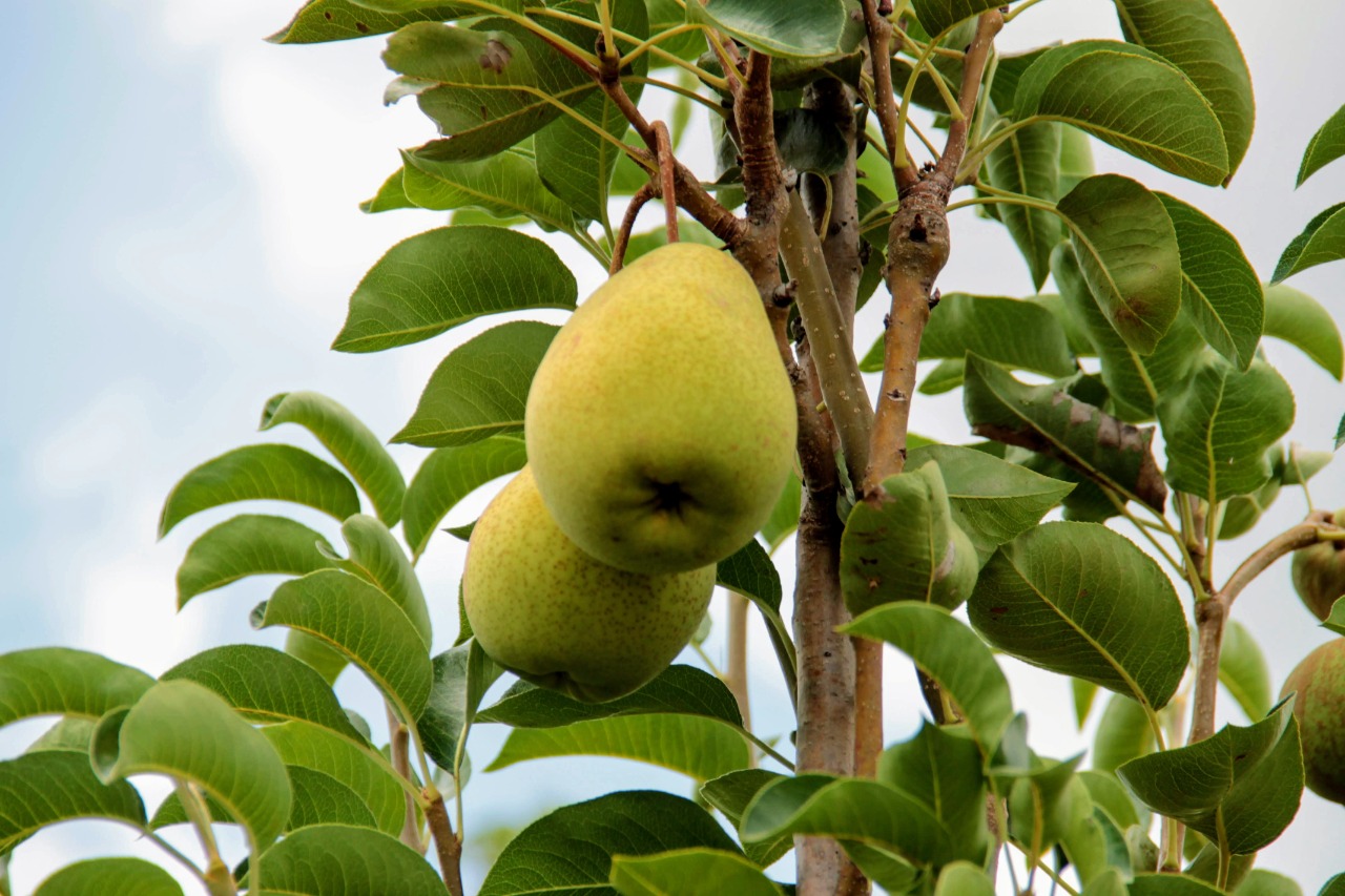 PERÍMETRO CALIFÓRNIA | Peras cultivadas com irrigação em Canindé chegam a pesar mais de meio quilo