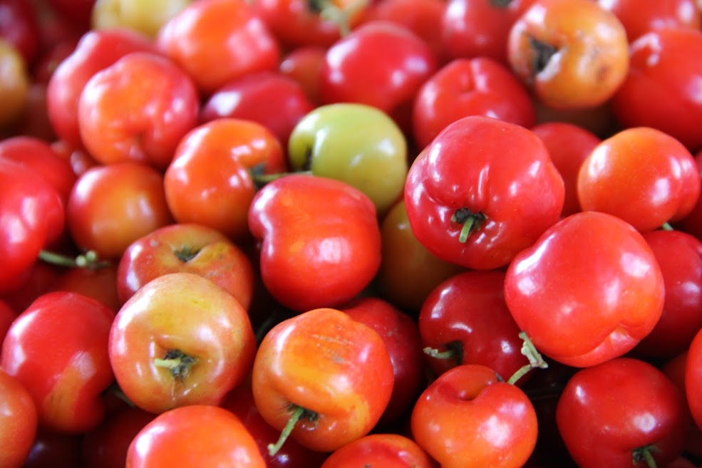 [vídeo] Sergipe Rural mostra produtor de Canindé bem-sucedido em optar pela acerola