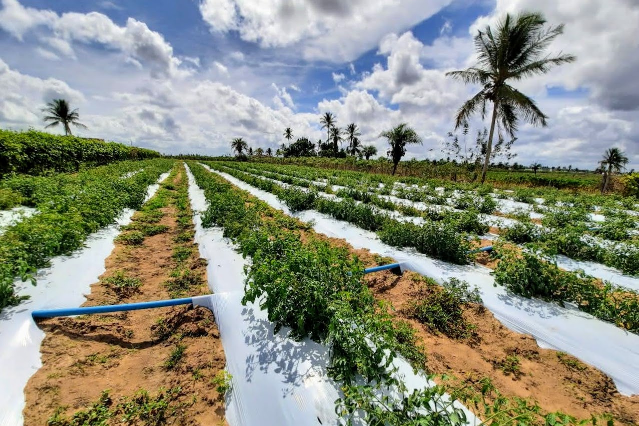 Produtores de tomate em Lagarto usam tecnologias econômicas e produtivas