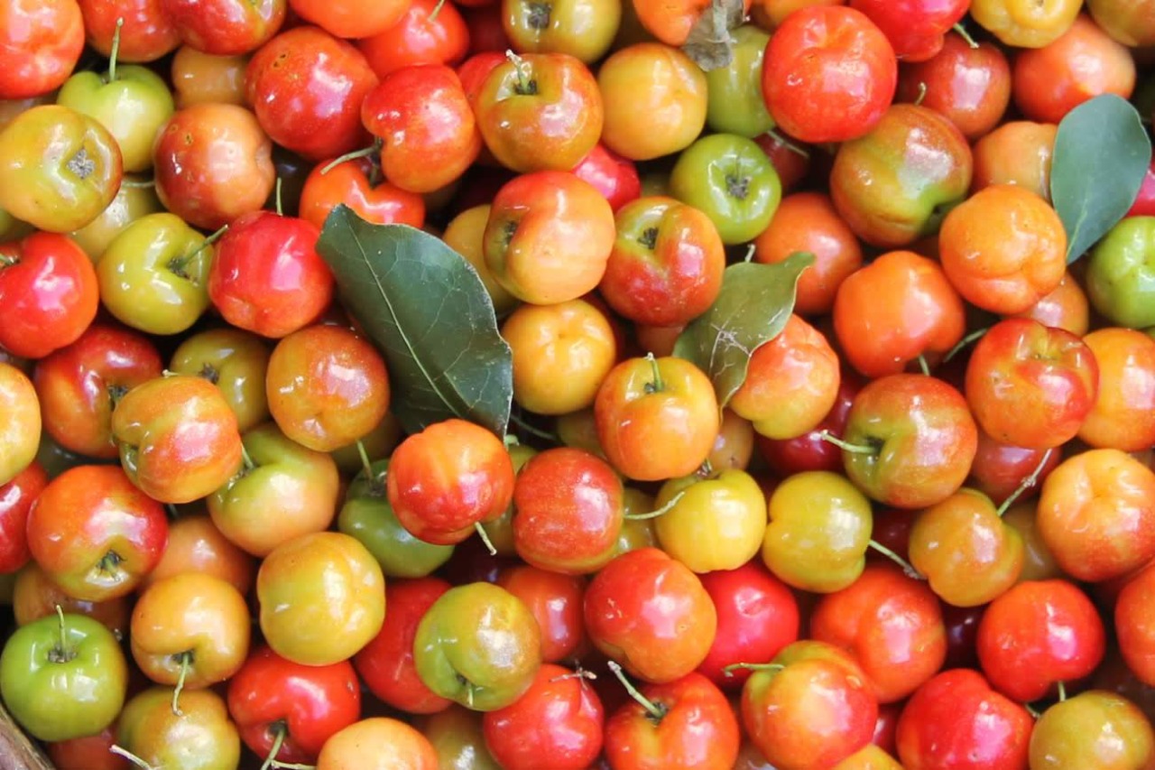 Perímetro Califórnia: Irrigante de Canindé opta pela acerola, evita agrotóxicos e garante melhoria na renda