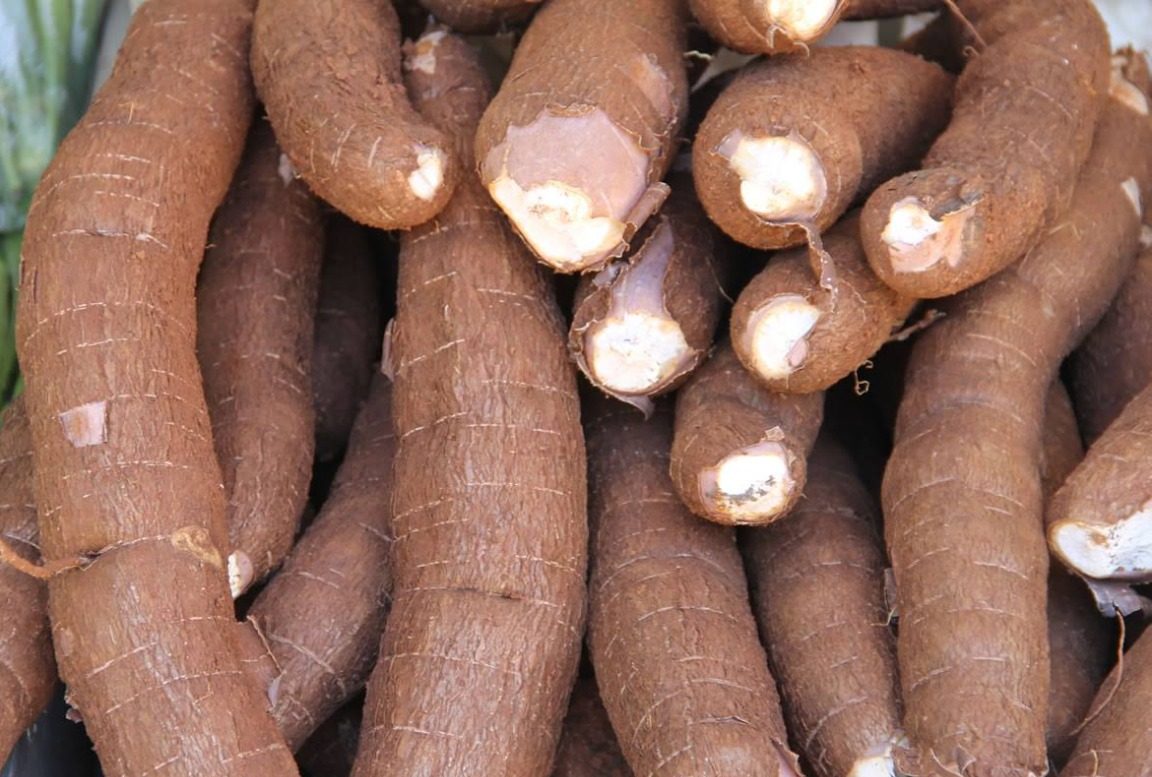 [vídeo] Macaxeira irrigada no perímetro de Lagarto é destaque no Estação Agrícola