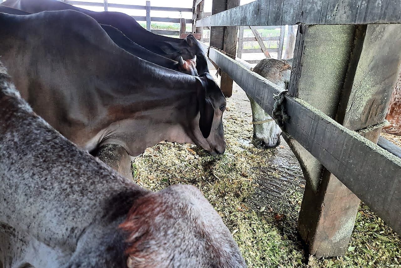 Irrigação pública estadual influencia na maior parte dos itens da Cesta Básica mais barata do Brasil