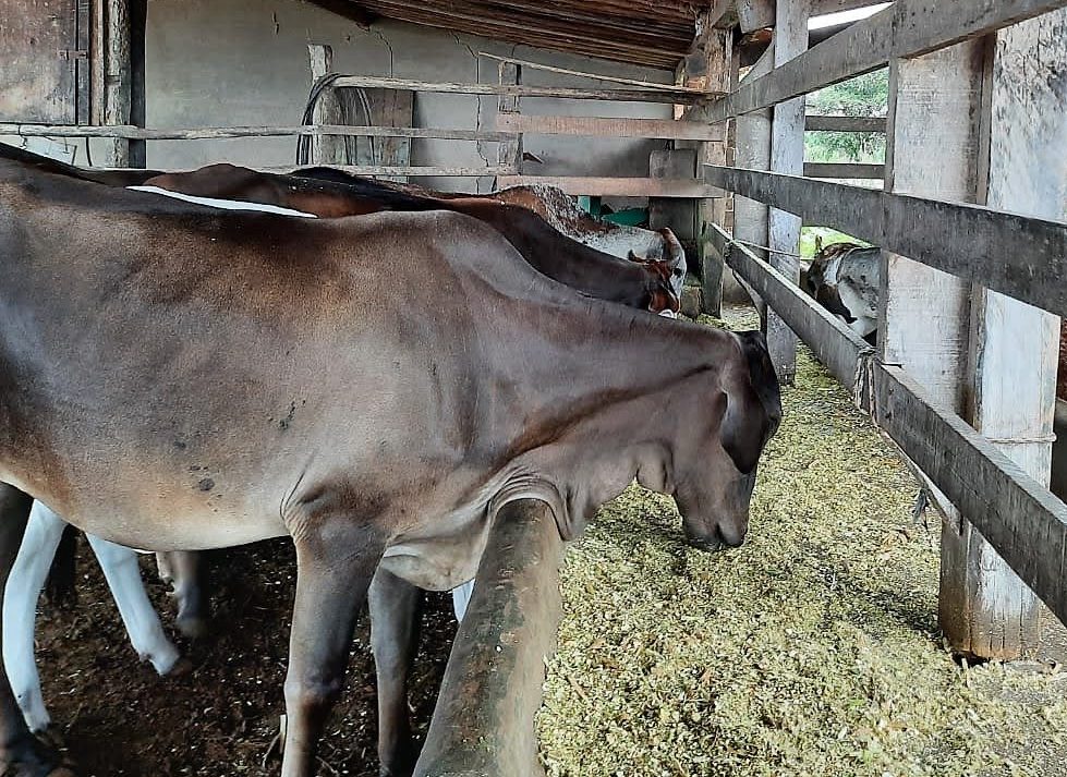[vídeo] Produção de ração animal do perímetro Piauí