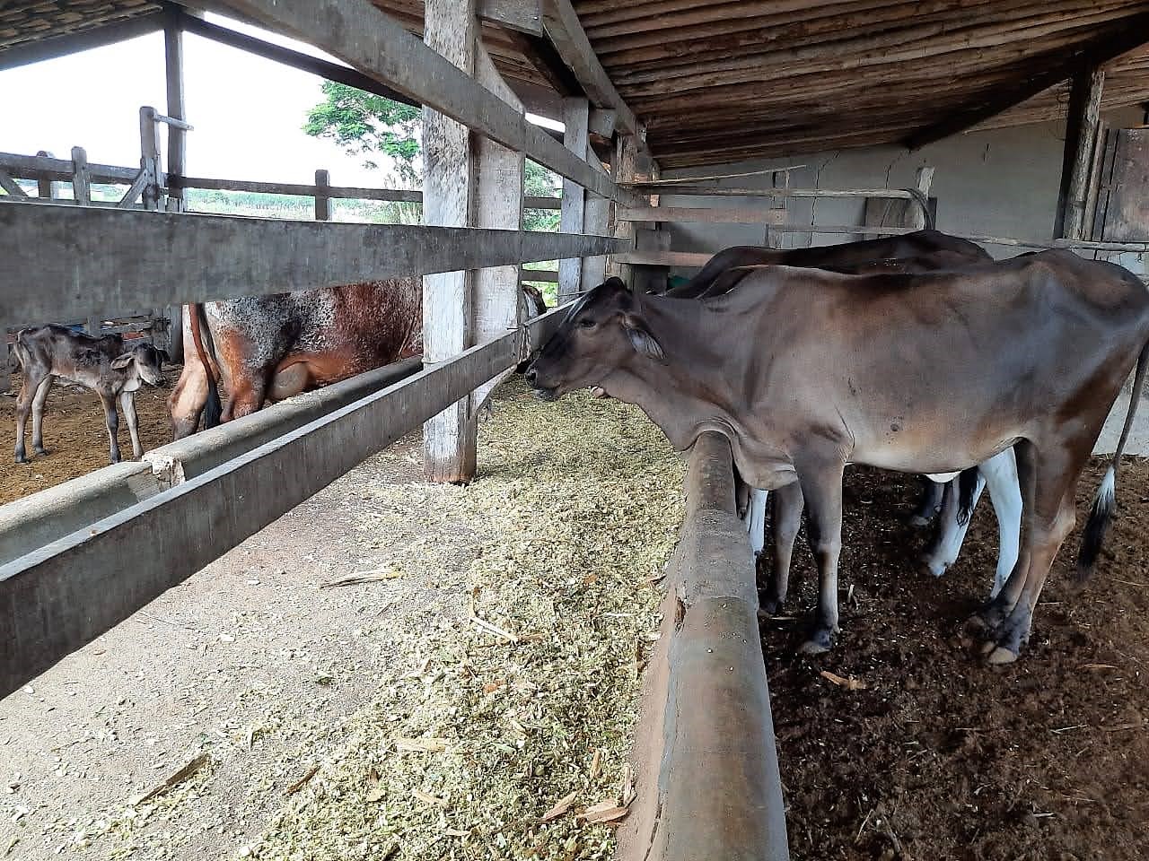 [vídeo] Sergipe Rural mostra produção de material forrageiro no Perímetro Irrigado Piauí