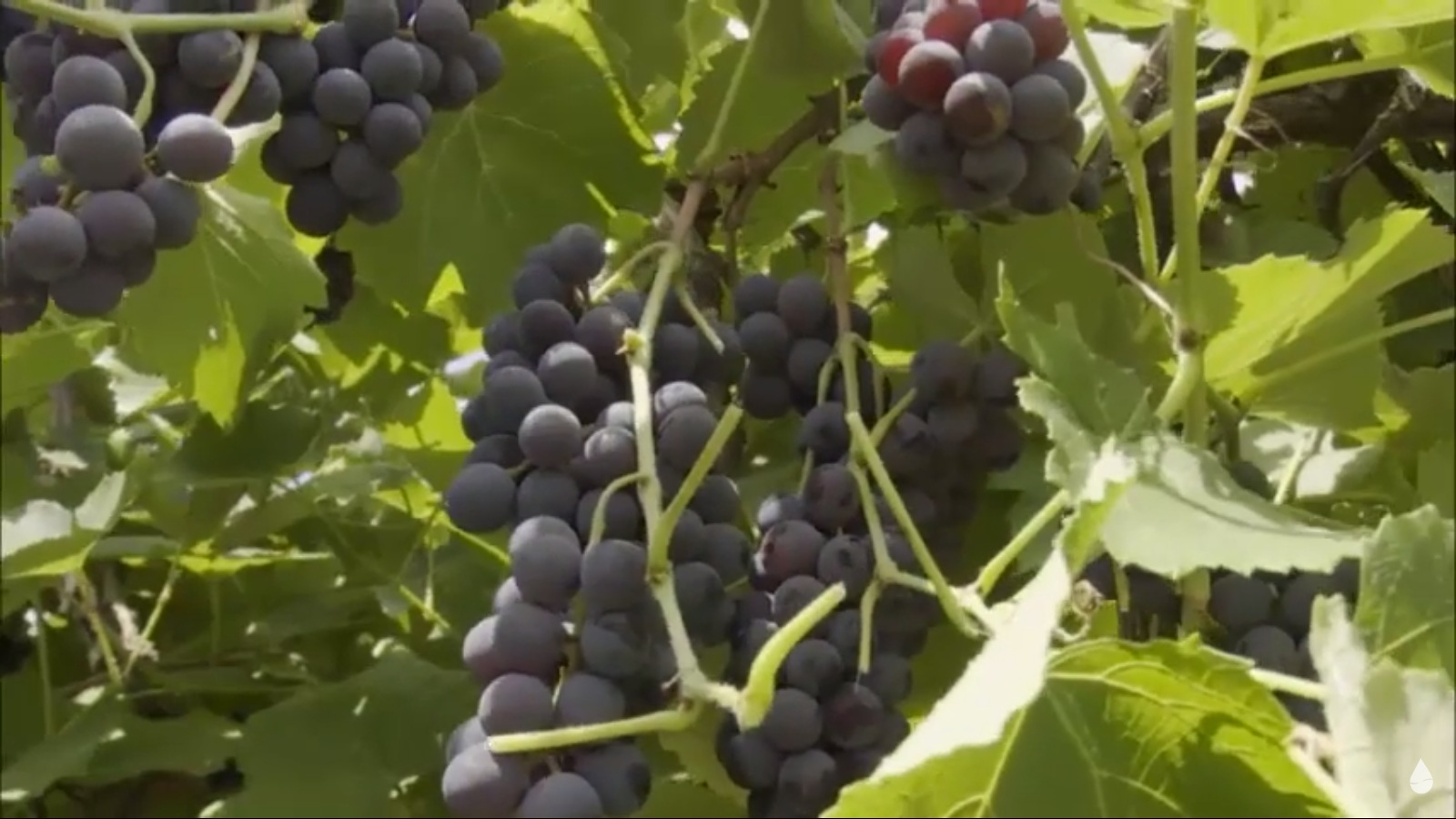 [vídeo] Produção de uva em Canindé chega a nível comercial em 8ª colheita