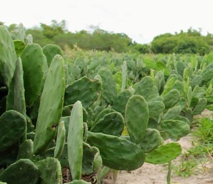 [vídeo] Projeto Sergipe de Combate à Desertificação no perímetro de Canindé
