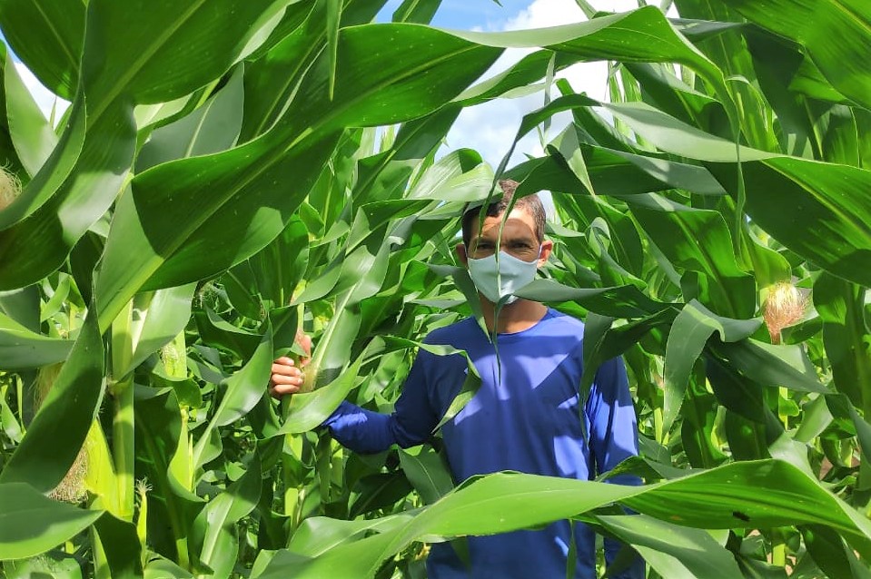 Perímetro irrigado de Lagarto estima colheita de 1M de espigas de milho verde até o São João