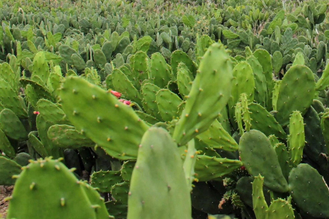 [vídeo] Estação Agrícola mostra os bancos de semente de palma criados em lotes dos perímetros da Cohidro
