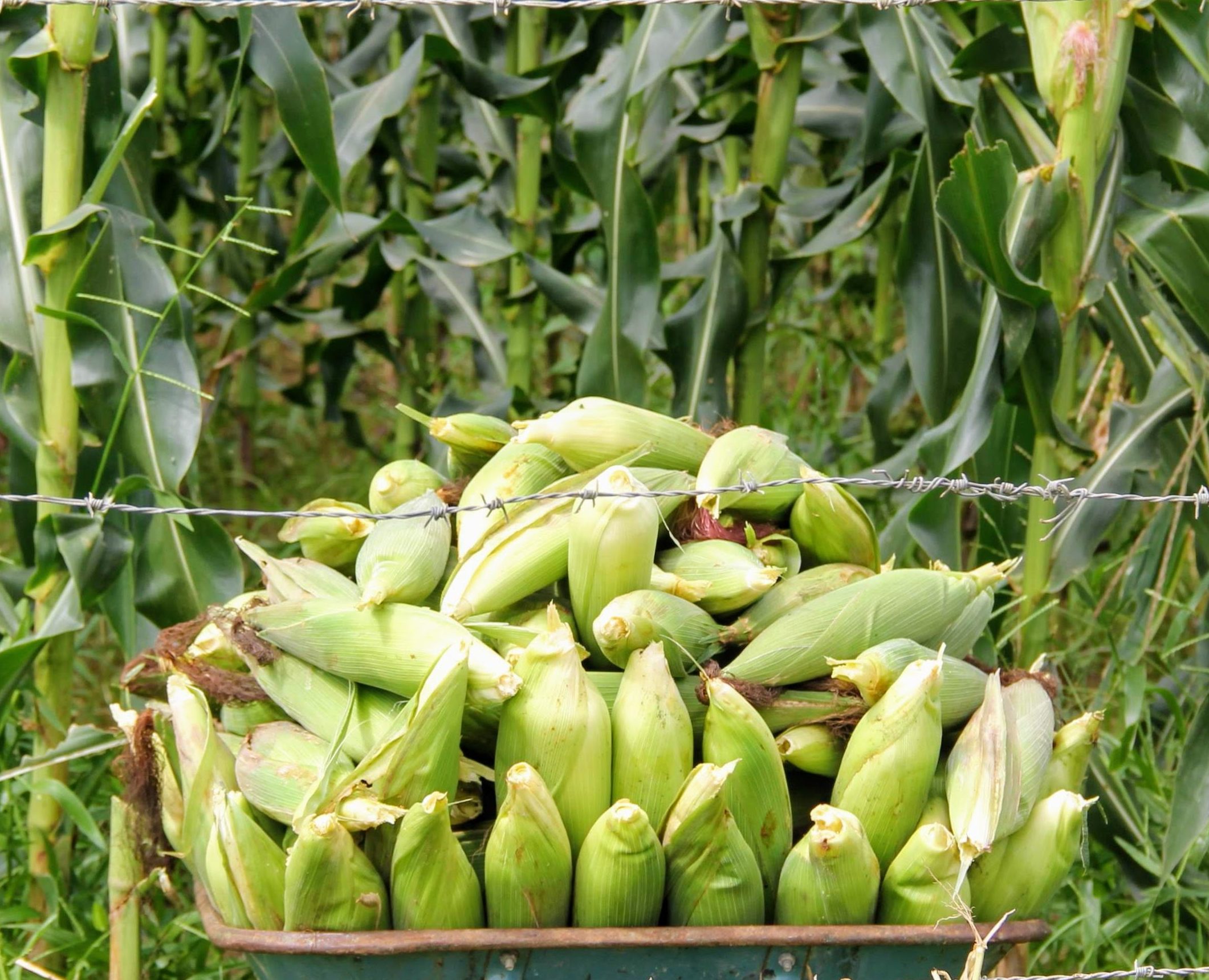 [vídeo] Perímetro irrigado de Lagarto estima colheita de 1M de espigas de milho verde até o São João