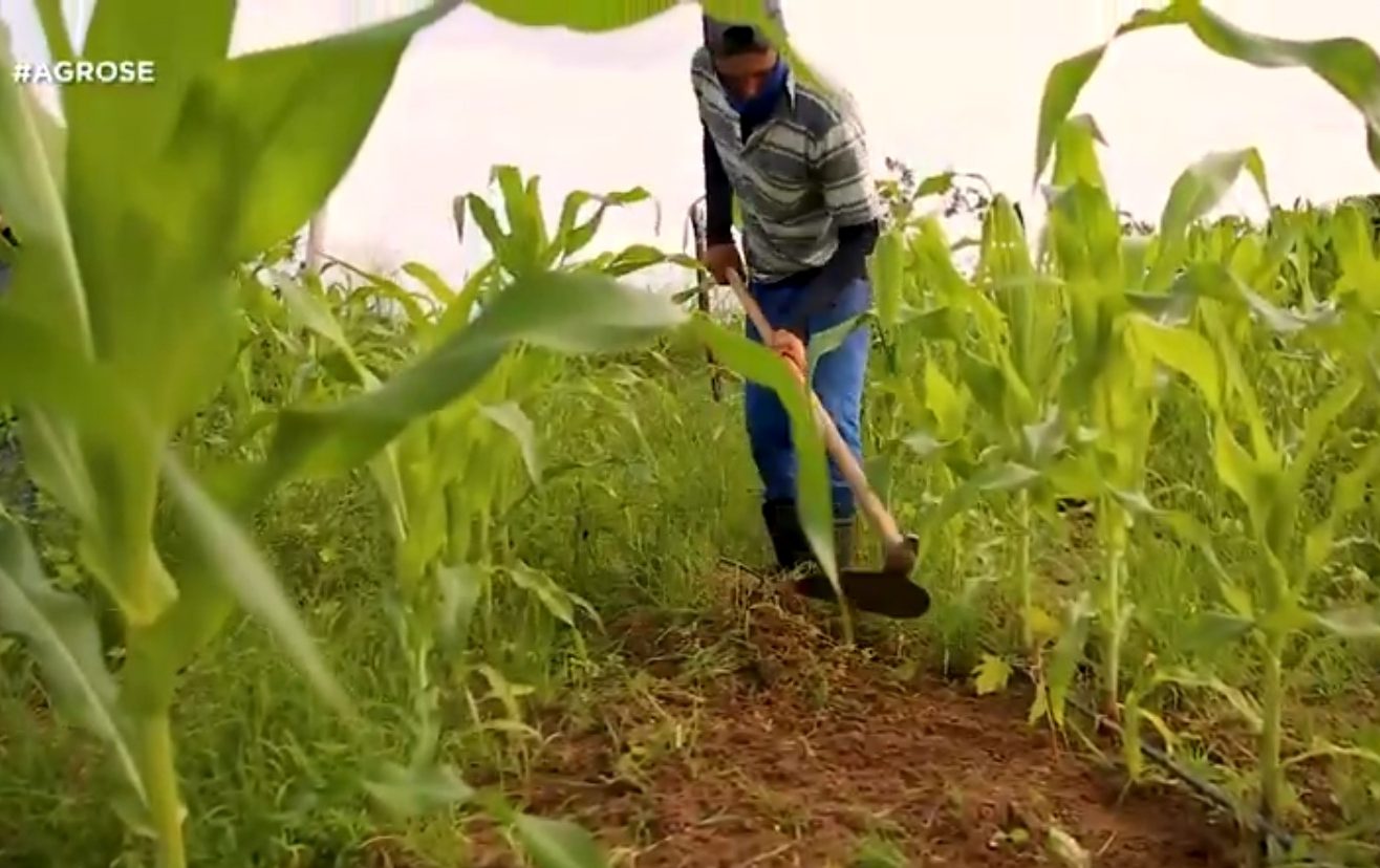 [vídeo] AGRO SE – Cohidro contribui com a produção de milho verde em Lagarto