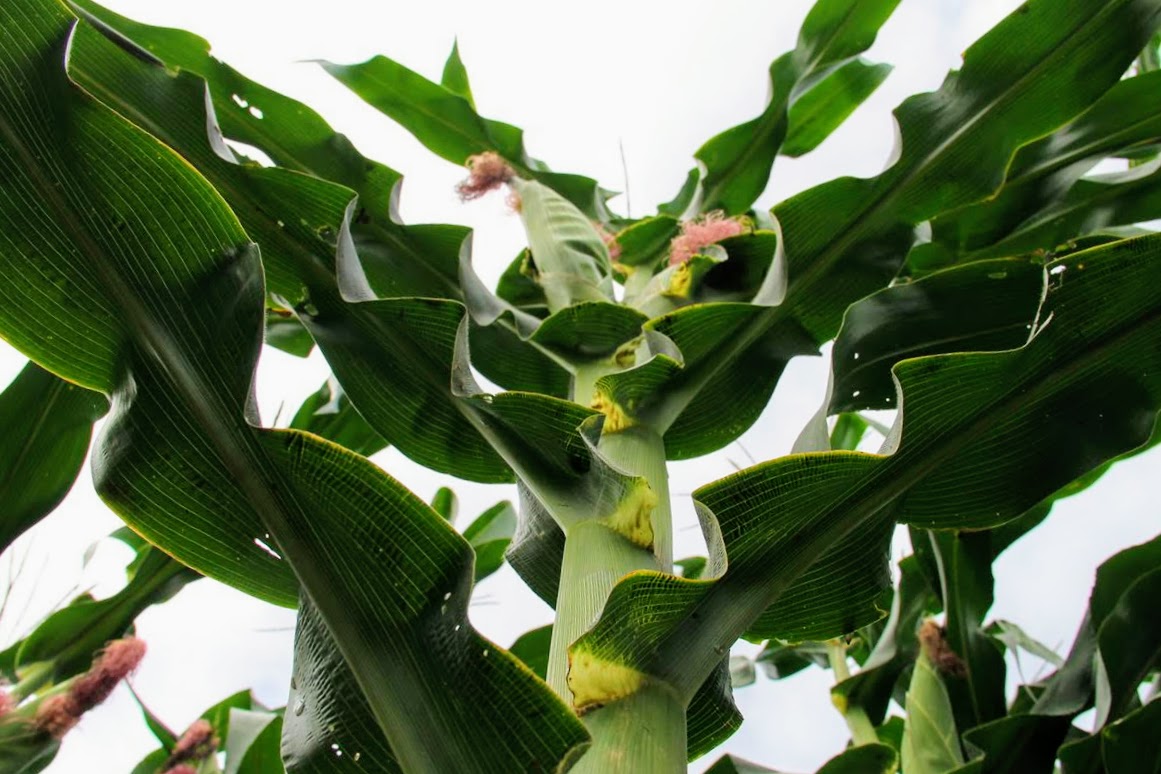 Cohidro estima produção de 1.795 T de milho verde irrigado para o período junino