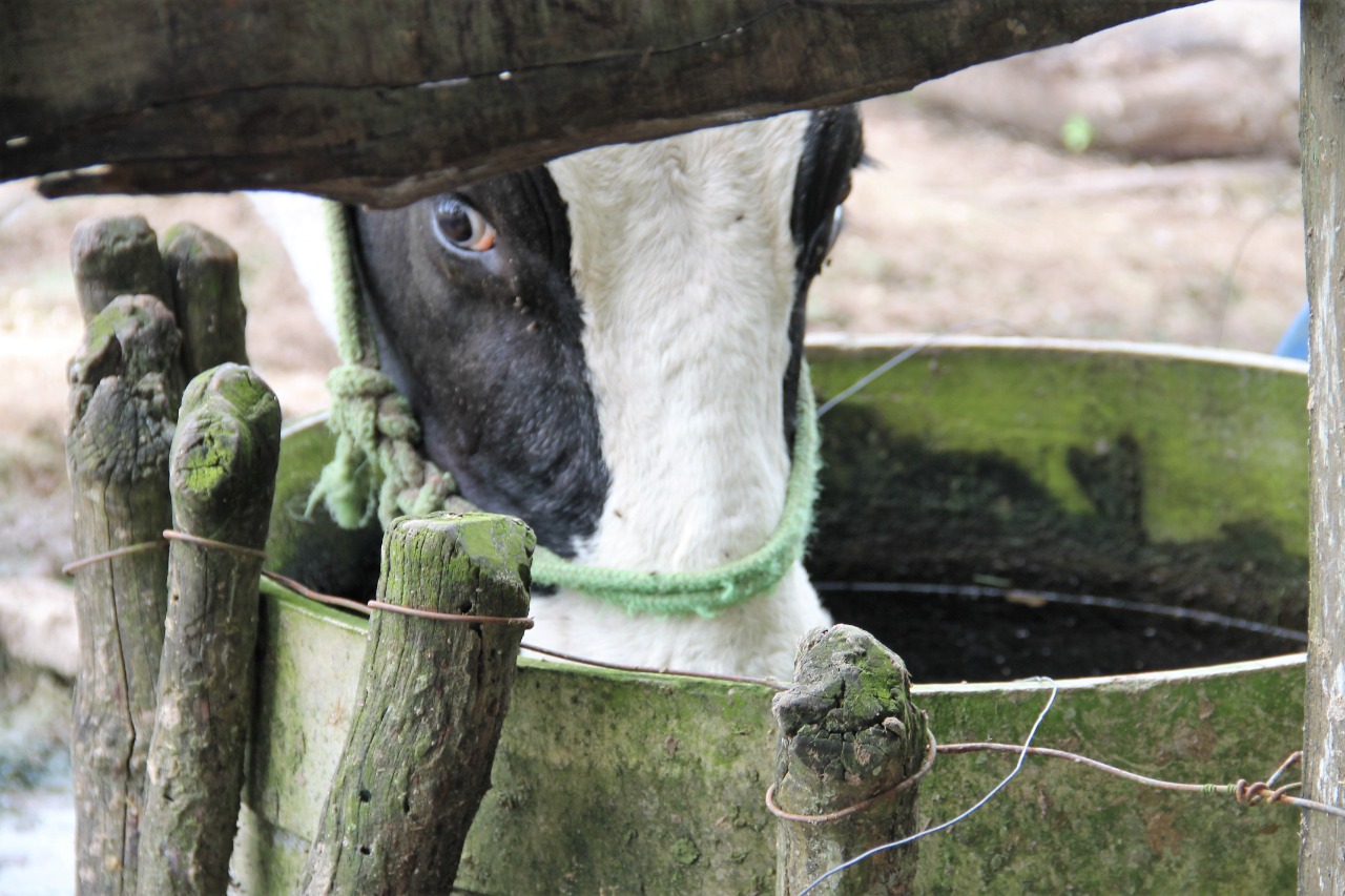 [vídeo] Agro-SE mostra as soluções encontradas para manter a irrigação para produção de leite no Jabiberi
