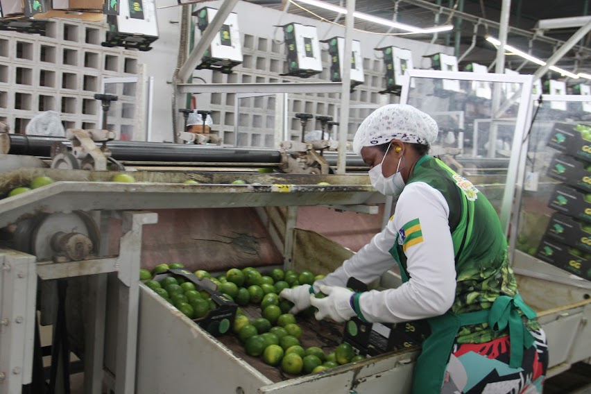 Platô de Neópolis exporta limão Taiti irrigado para o mercado europeu