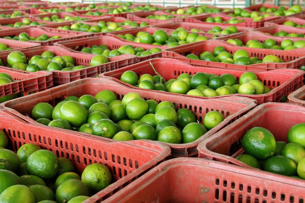 [vídeo] Sergipe Rural mostra produção de limão para exportação no Platô de Neópolis