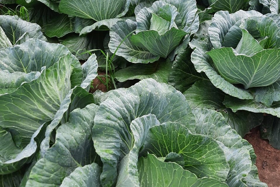 [vídeo] Repolho é a aposta de inverno no perímetro da Cohidro em Lagarto