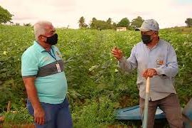 [vídeo] Agro-SE: conheça o carro chefe do Perímetro Irrigado Califórnia, o quiabo