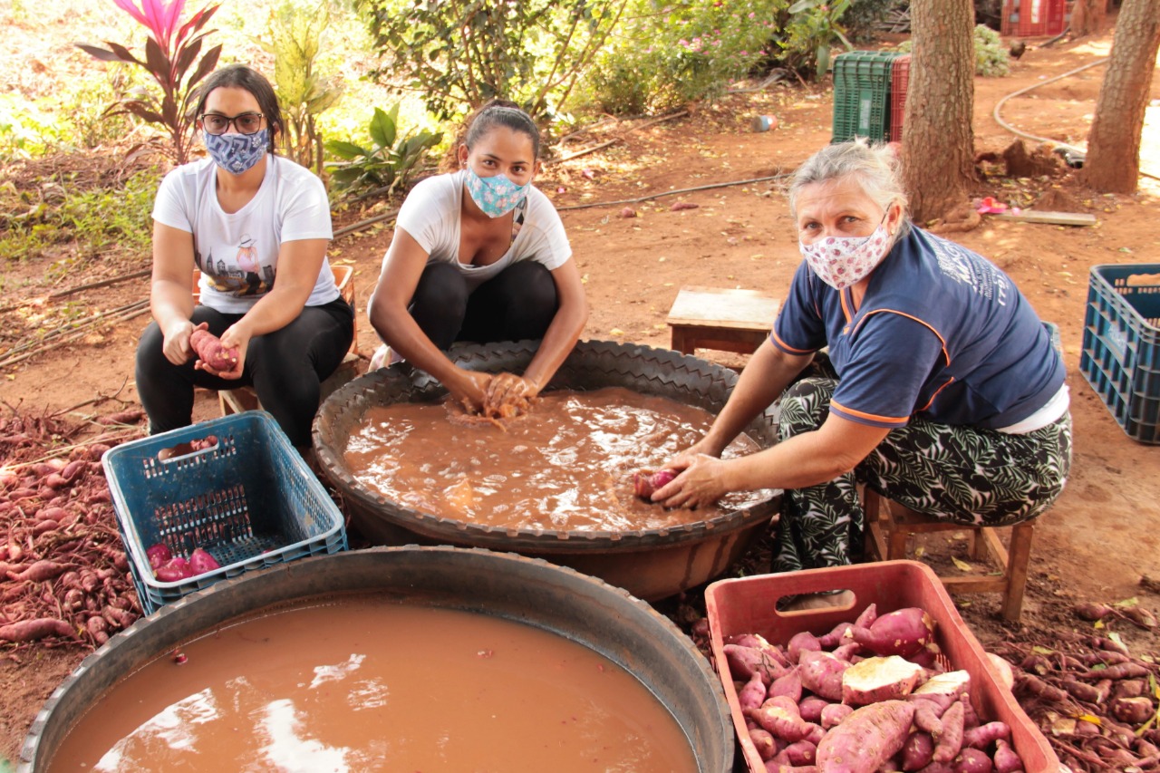 Batata-doce é cultivada no Alto Sertão com irrigação pública e assistência técnica