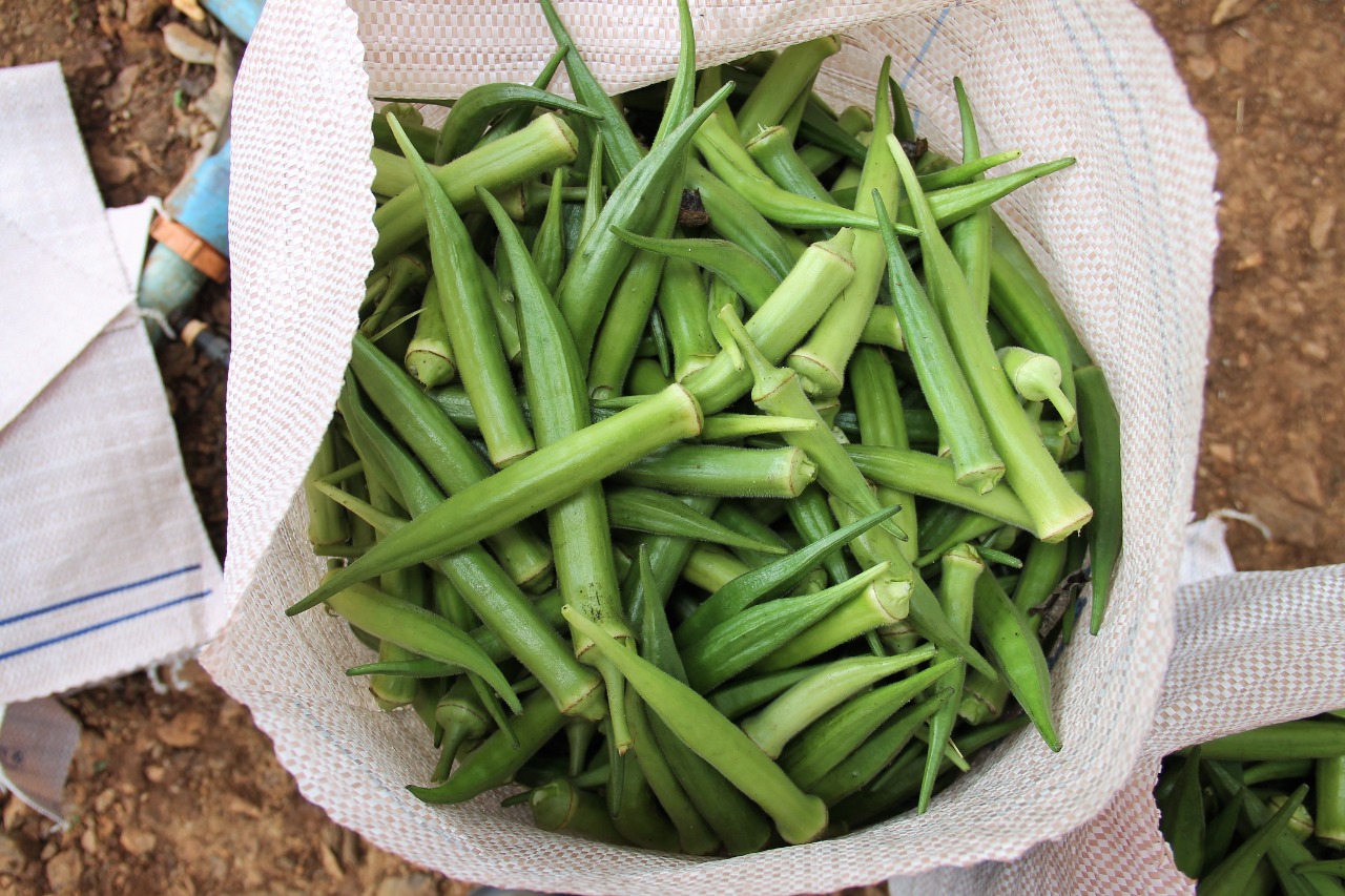 Canindé produz mais de 3mil toneladas de quiabo no 1º semestre