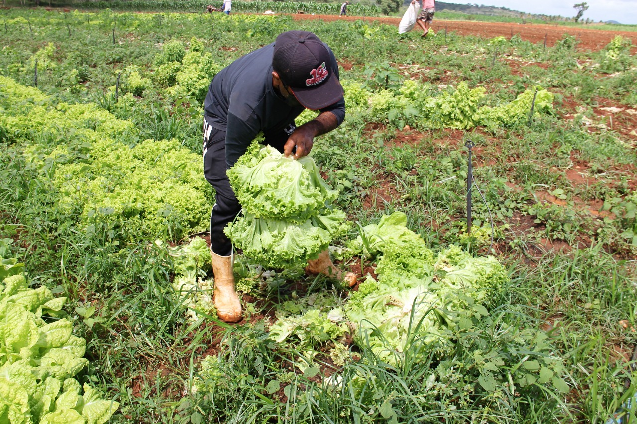 Alto Sertão produz toneladas de hortaliças irrigadas para Sergipe e estados vizinhos