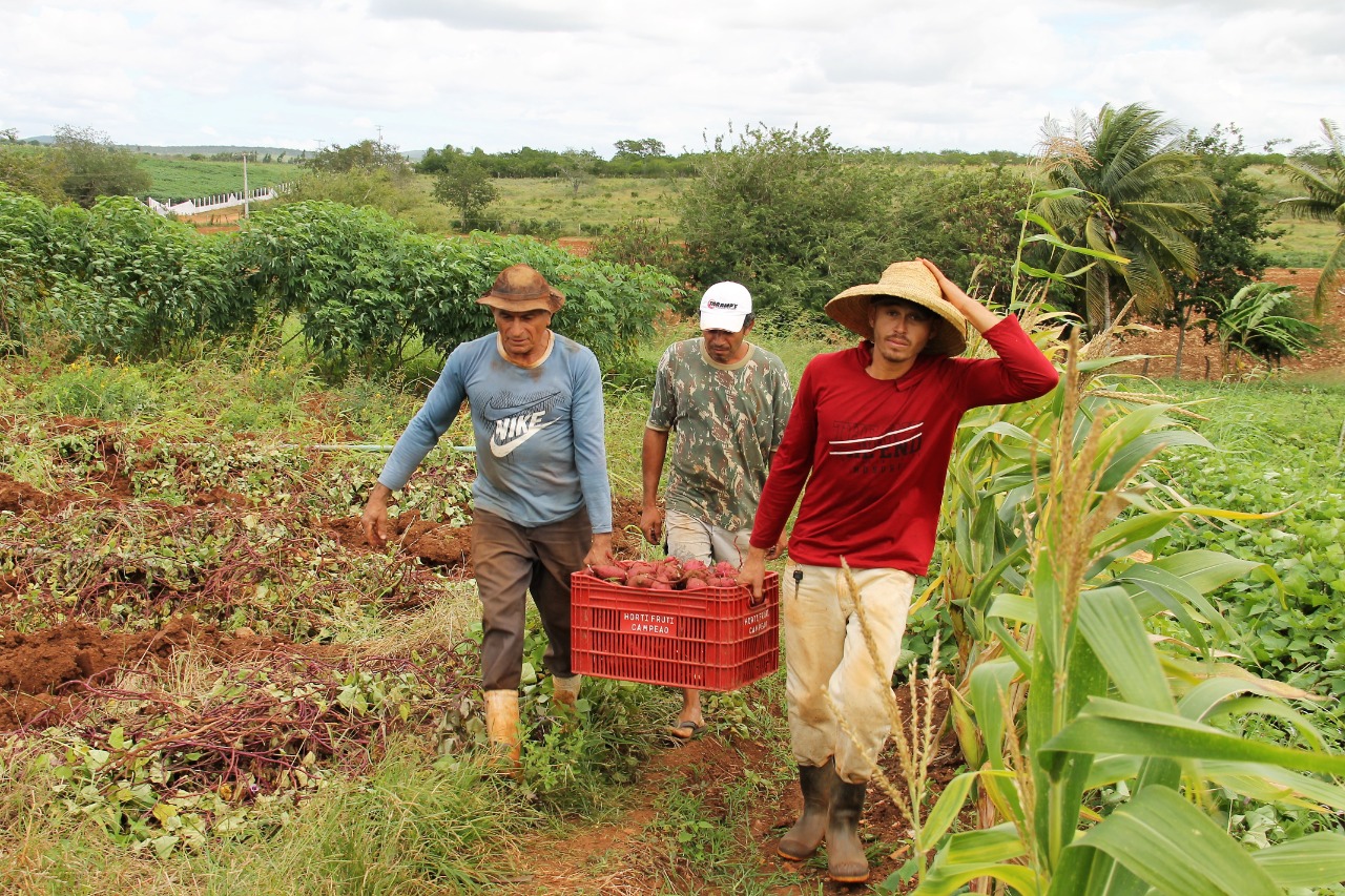 [vídeo] Produção de batata-doce irrigada desponta em Canindé de São Francisco