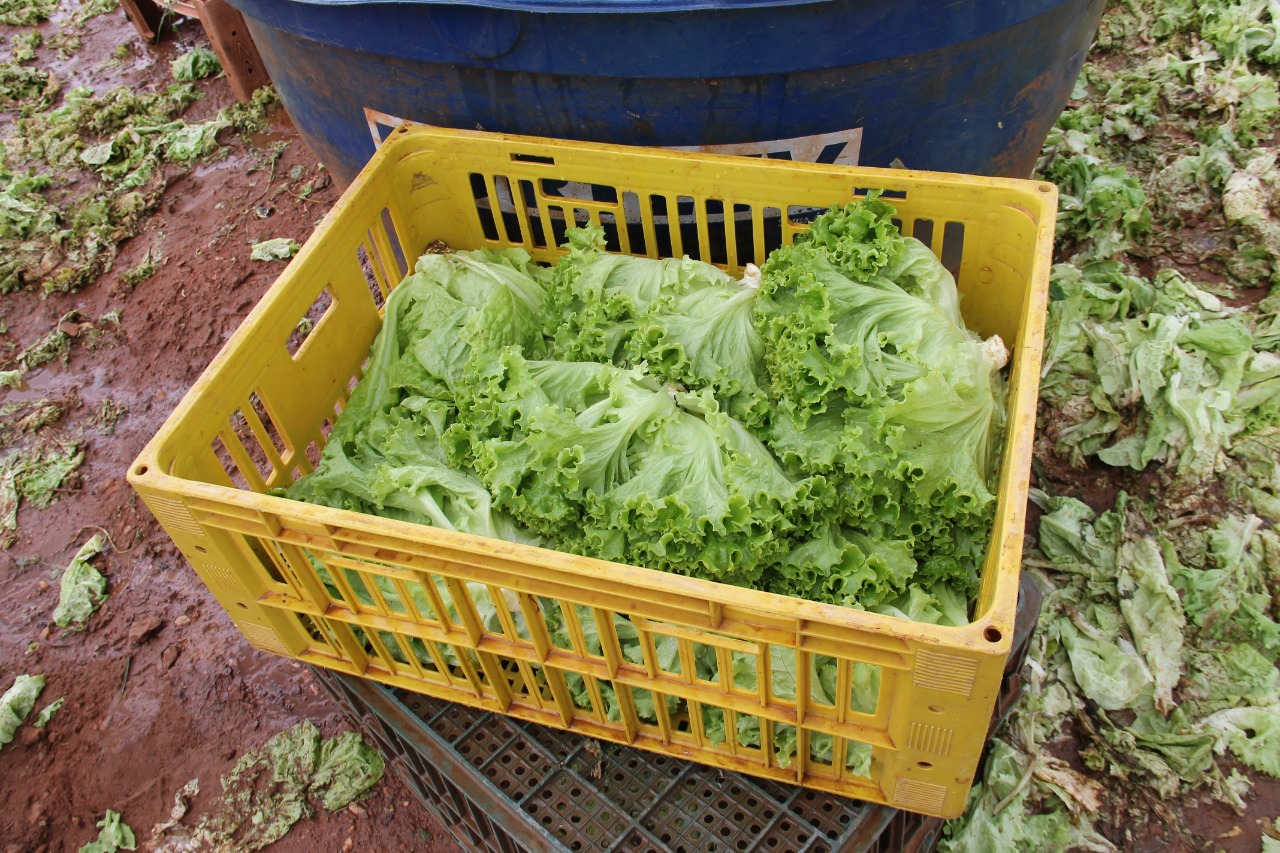 [vídeo] Hortaliças irrigadas geram emprego e renda no Alto Sertão Sergipano