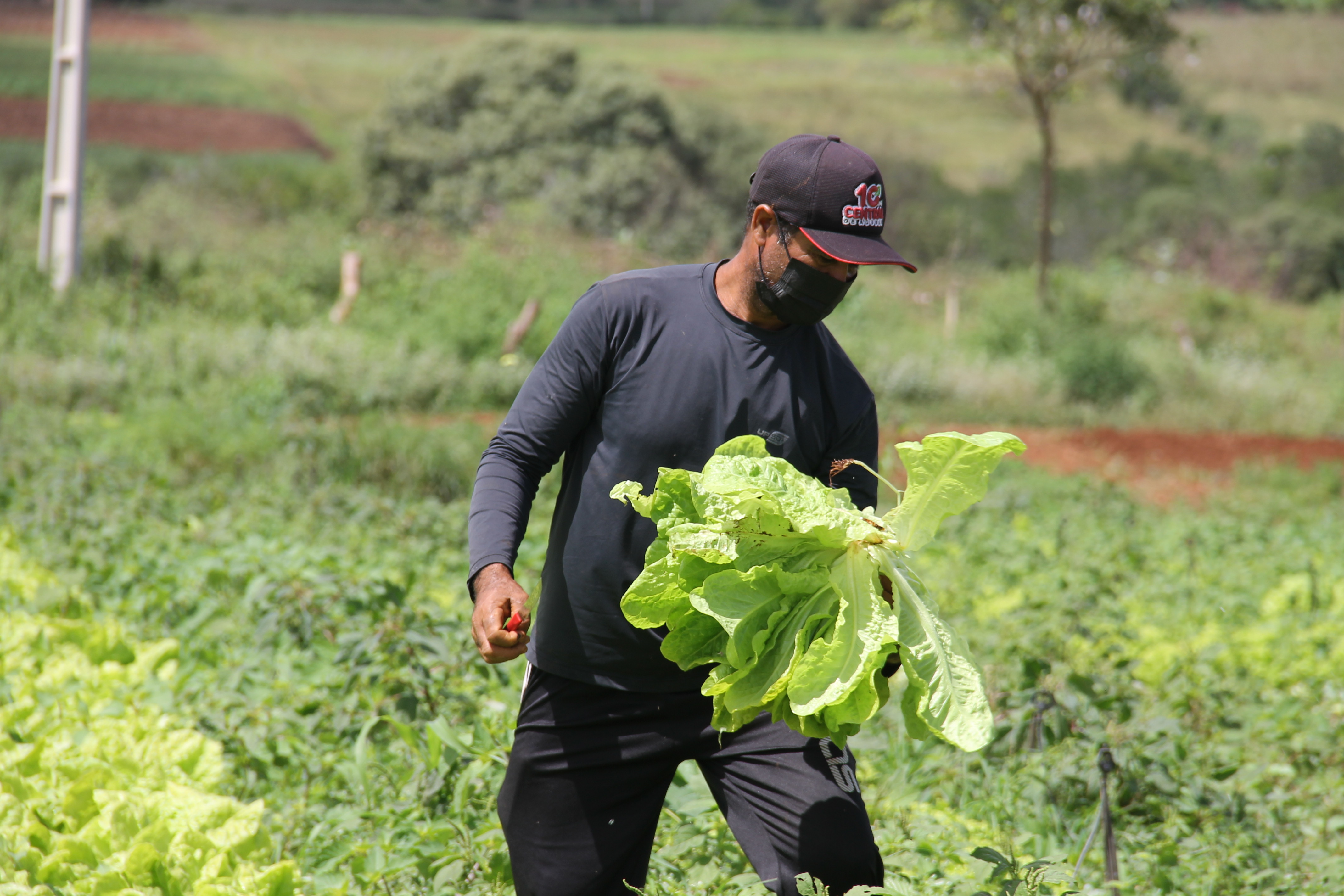 [vídeo] Irrigação pública no Alto Sertão permite plantio de hortaliças e movimenta economia de Canindé