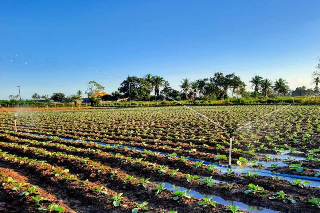 Mercado cresce para o repolho em Lagarto e irrigação pública auxilia produção no inverno