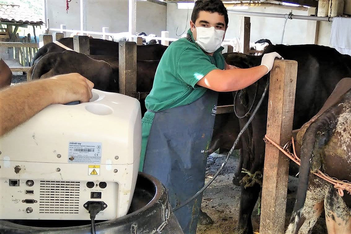 Rebanhos de criadores irrigantes de Tobias Barreto recebem Inseminação Artificial