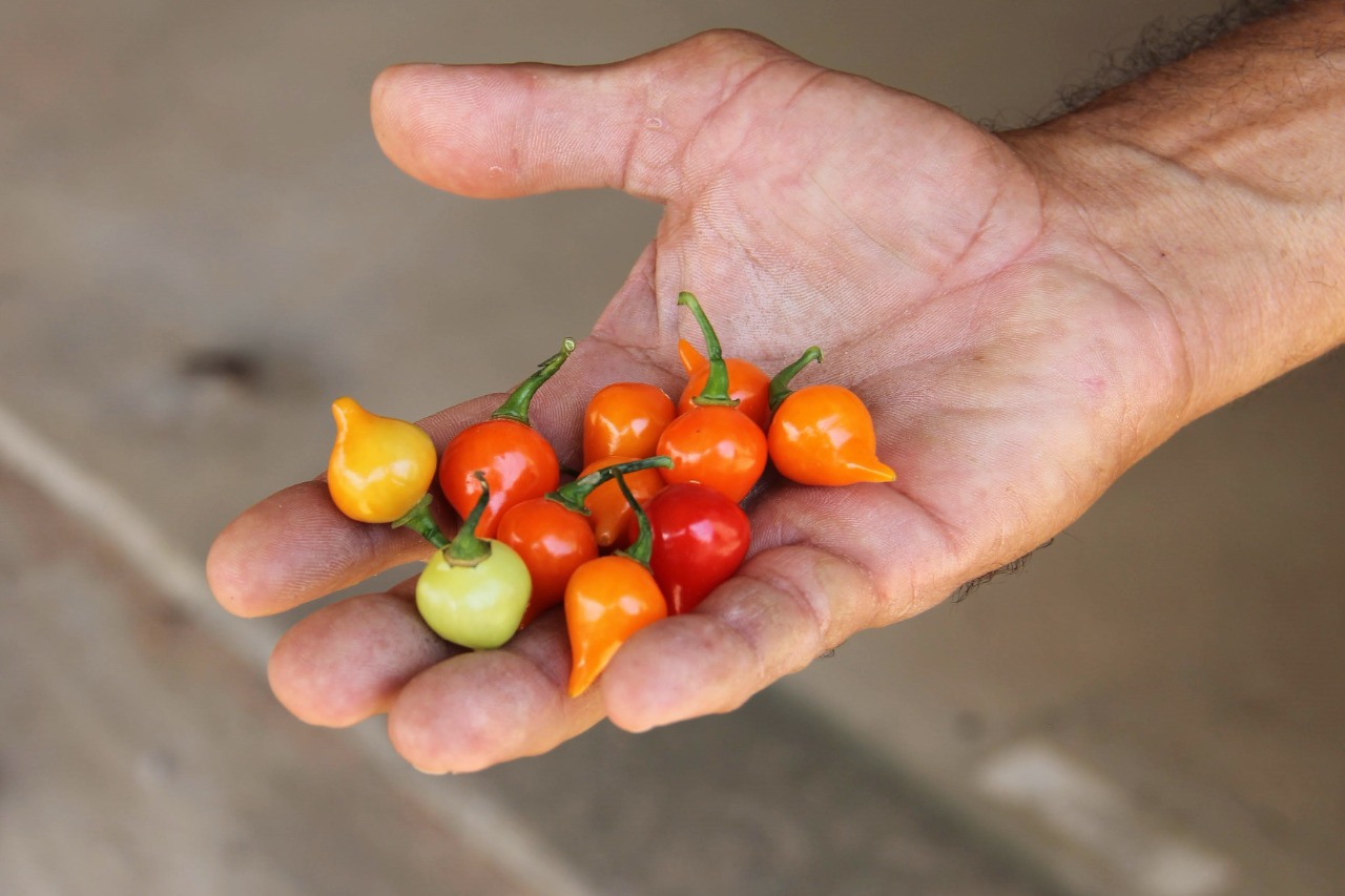 Pimenta Biquinho: produção garantida pela irrigação estadual e incentivo da indústria em Lagarto
