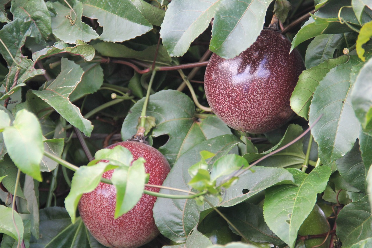 Plantação comercial de maracujá na irrigação estadual dá frutos de alta qualidade